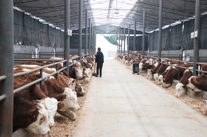 鐘山區青林鄉全產業鏈養牛有“犇”頭。