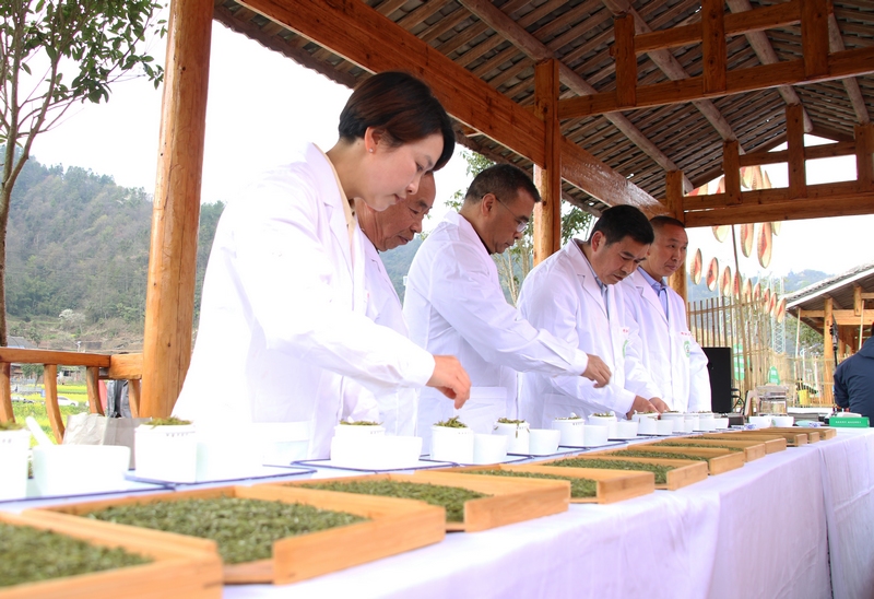 4月1日,印江土家族苗族自治縣洋溪鎮斗茶大賽現場,評委進行春茶等級評定。左禹華 攝