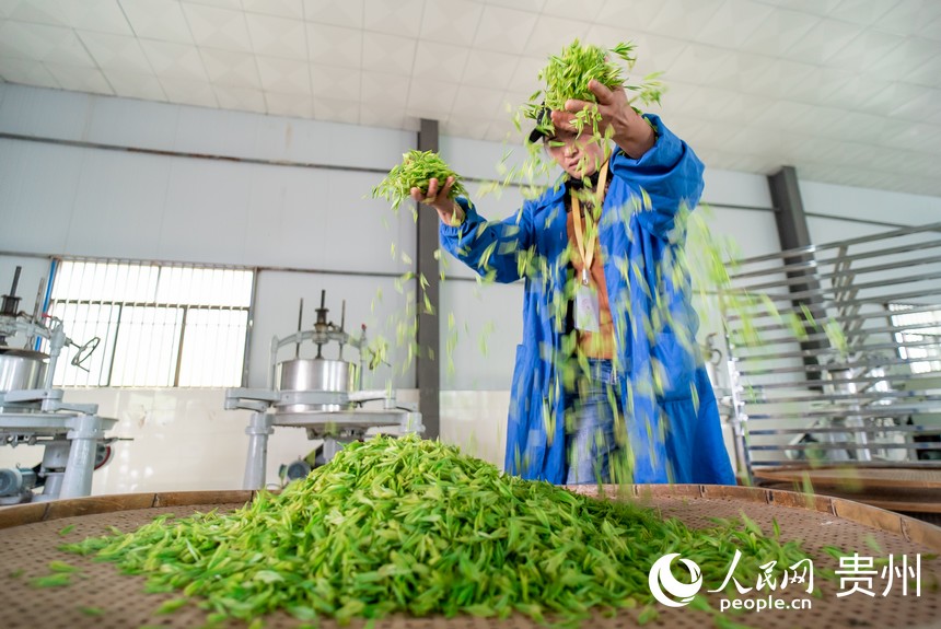 制茶工正在處理剛剛採摘的茶青。人民網記者 涂敏攝