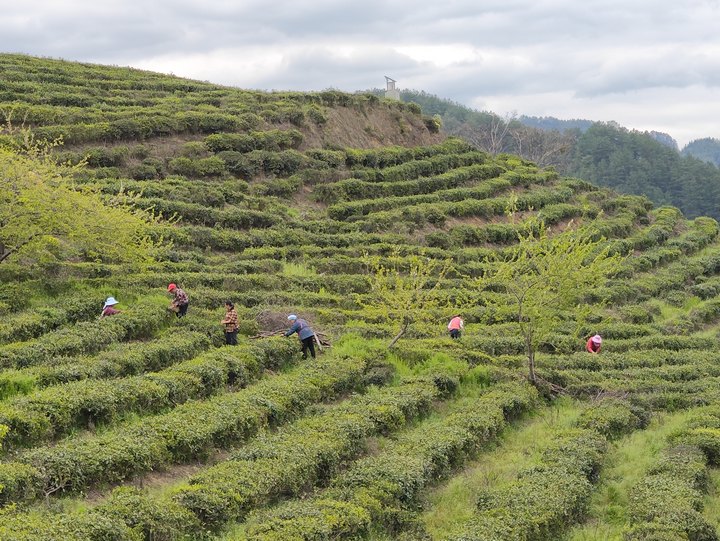 采茶工们正在采摘明前茶。