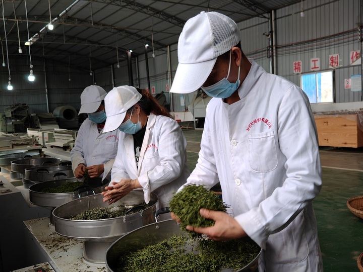 制茶师傅正在加工明前茶。