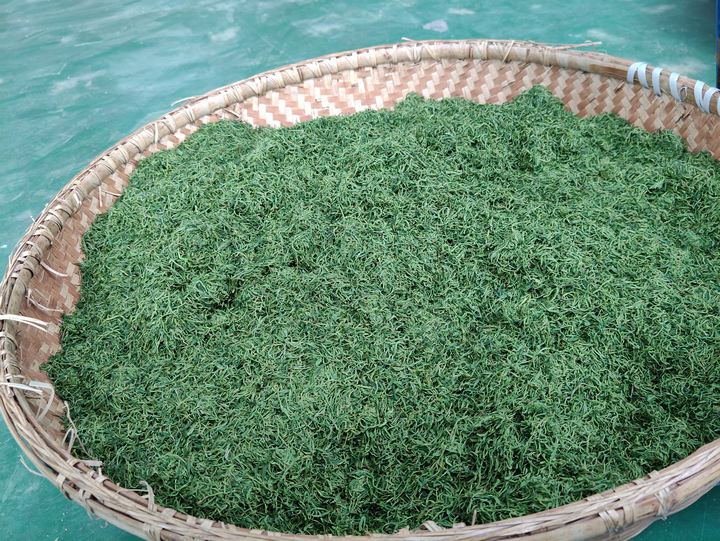 加工后的茶。