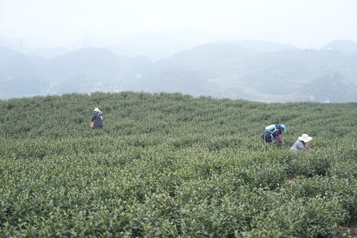 茶農採茶忙。