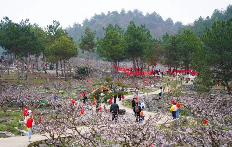 图片（1）桃花节现场