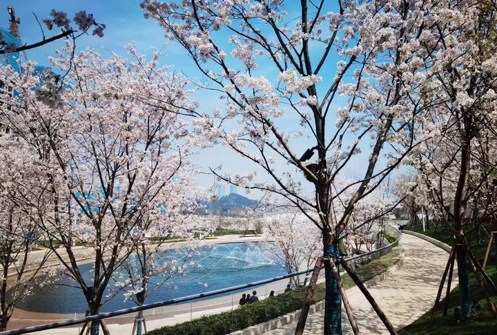 饮马湖畔樱花盛开。