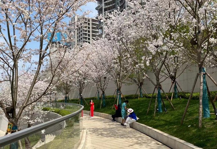 市民穿上旗袍拍照。