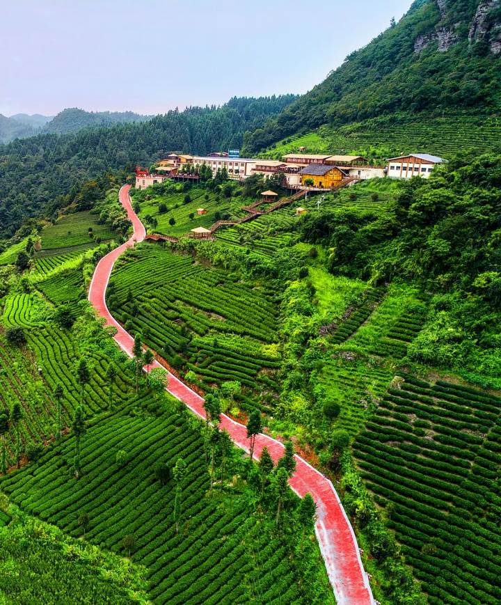雲貴山產業路延伸到茶園。湄潭縣茶產業發展中心提供
