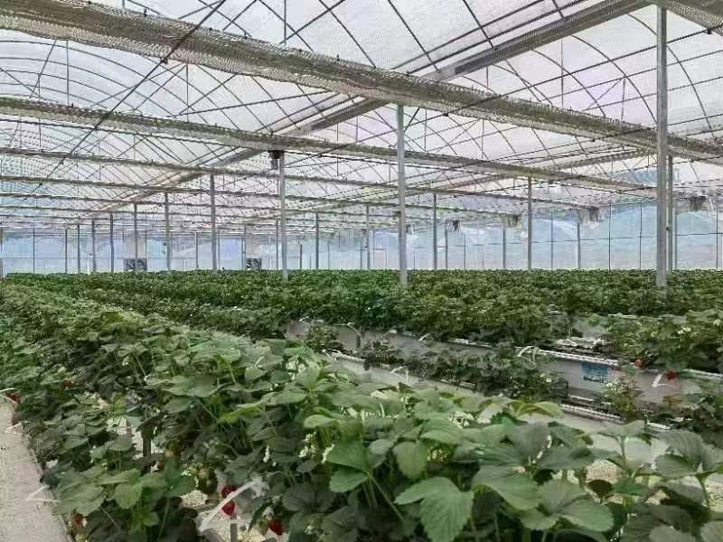 花小莓全产业链一体化项目。