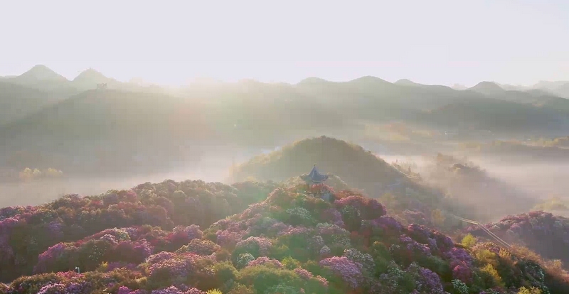 贵州百里杜鹃。