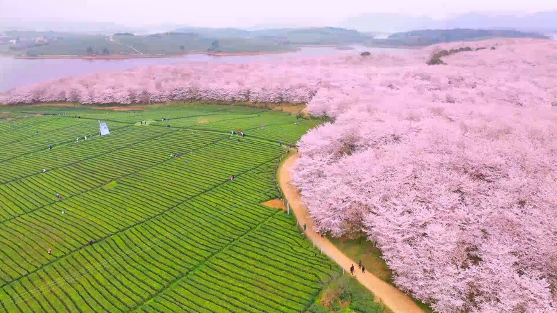 贵州万亩樱花。
