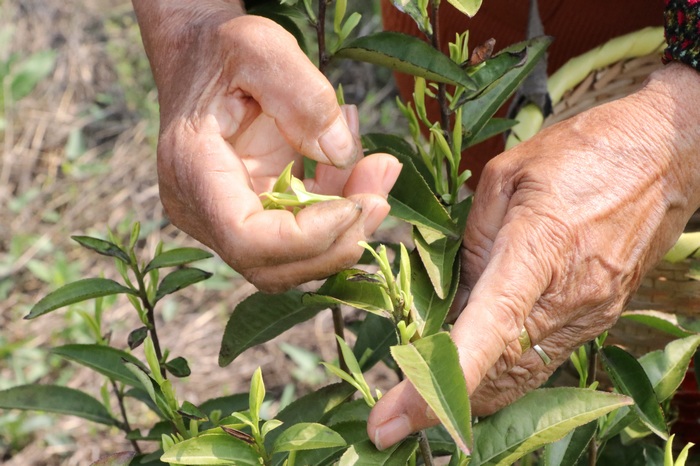 村民正在採茶。