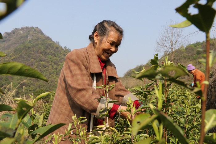 村民正在採茶。