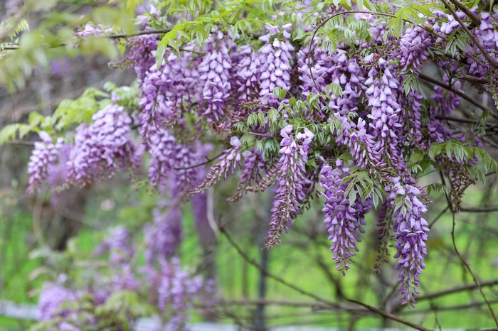 紫藤花。