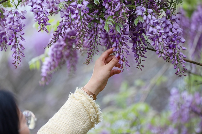 轻触紫藤花。
