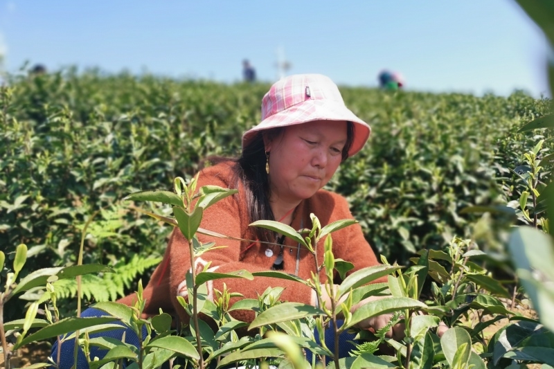 茶农采摘茶叶。杨洪摄
