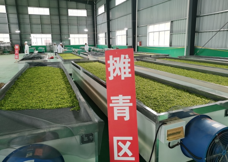 摊青设备上铺满了刚采摘的茶青。杨洪摄