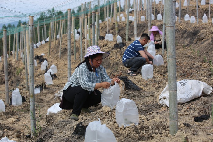 从江县贯洞镇贯洞村村民在罗汉果种植基地劳作。
