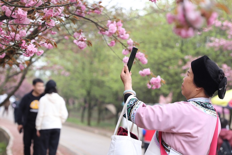 4月1日，游客在樱花园中打卡拍照 (杨燕华 摄).jpg