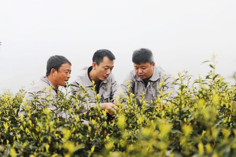 图为茶农正在查看茶叶长势。王婵娟  摄.jpg