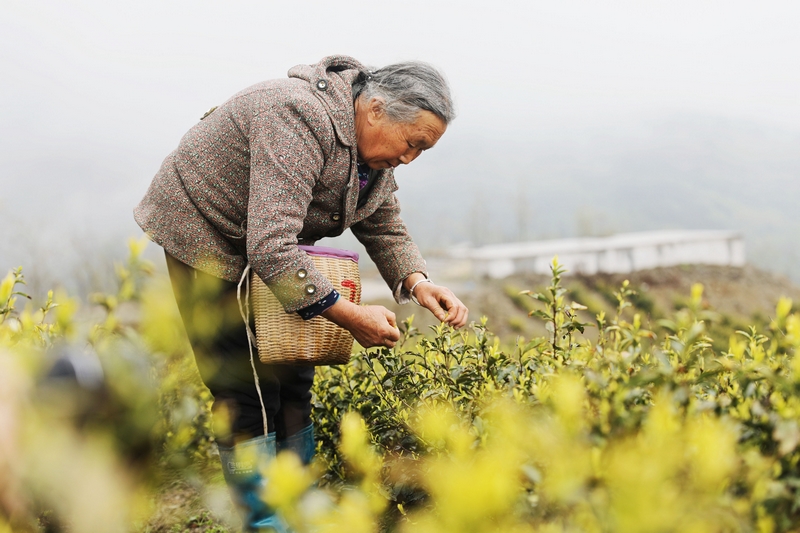 图为绥阳县蒲场镇大溪村茶农正在采摘“黄金茶”。王婵娟摄