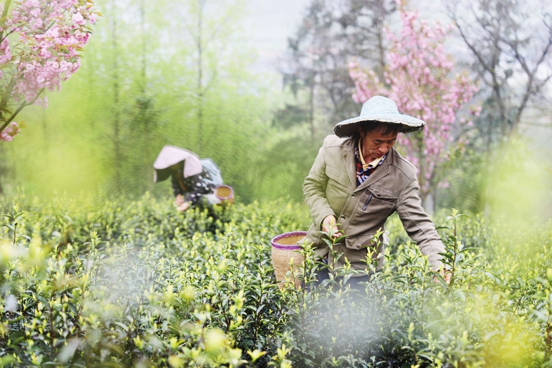 图为绥阳县蒲场镇大溪村茶农正在采摘“黄金茶”。王婵娟摄