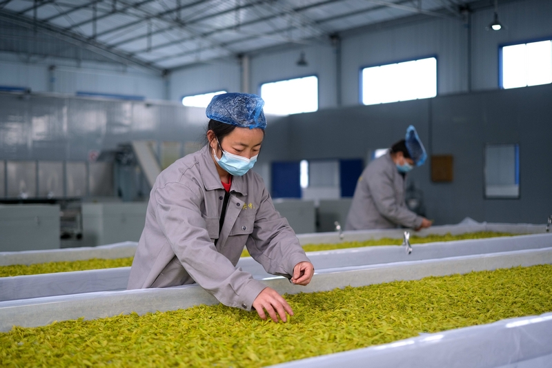 图为绥阳县蒲场镇大溪村茶农正在加工“黄金茶”。李珊珊摄