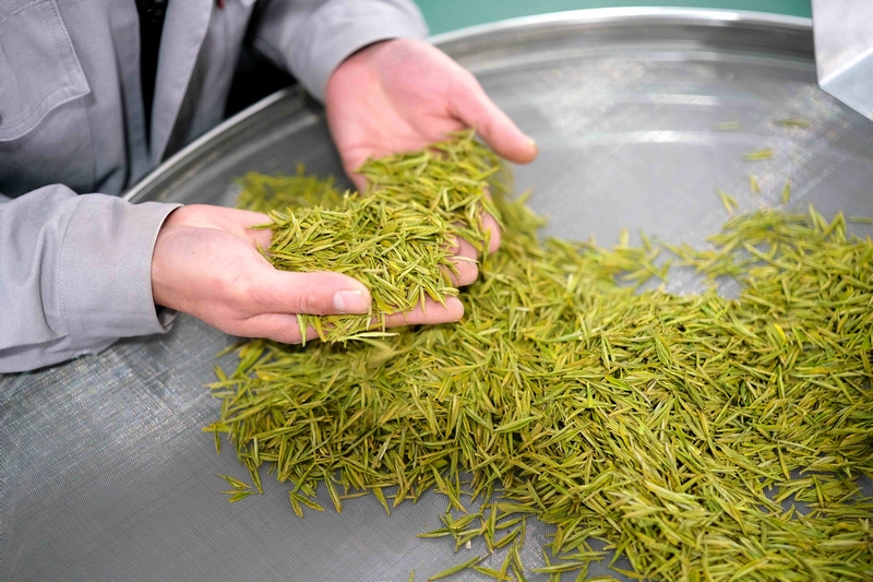 图为绥阳县蒲场镇大溪村茶农正在检查杀青烘干后的“黄金茶”。李珊珊摄