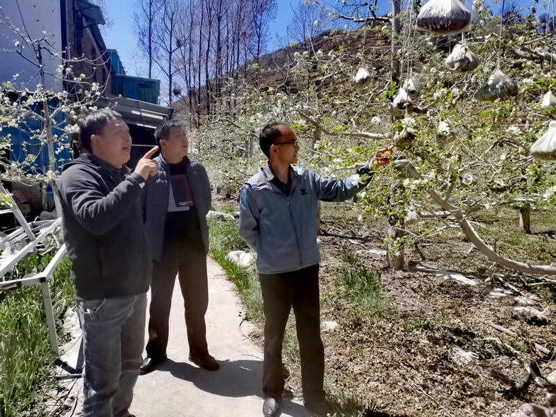 工行毕节威宁支行工作人员到威宁县黑石镇干河村苹果种植基地进行实地调研。