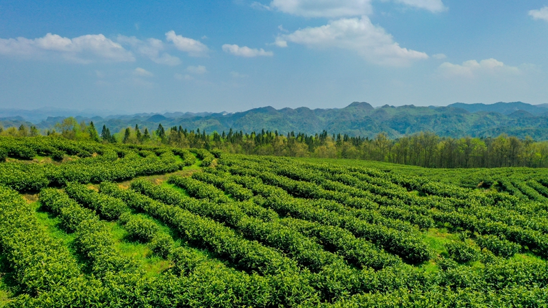 4月9日，贵州省大方县雨冲乡鹏银村的仙女峰白茶种植基地。（李灵 摄）