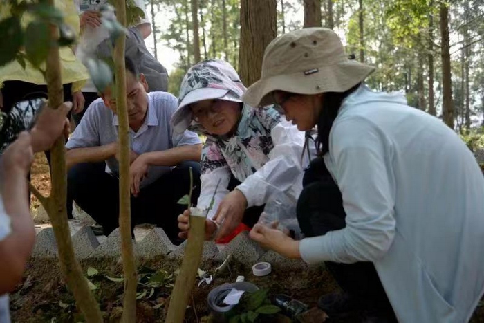 2021年7月,册亨现场指导离蕊金花茶高接换冠技术。