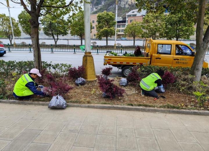 补种植株。