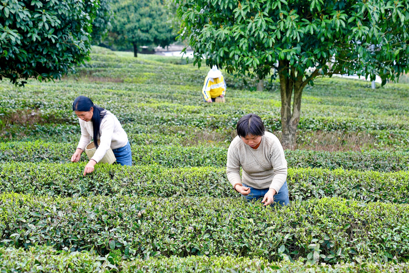 群众在采茶。刘汉滨摄