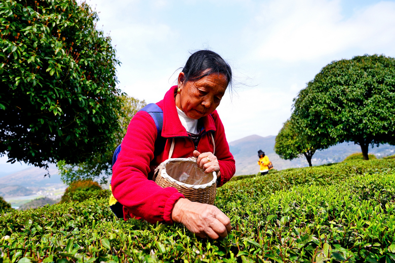 群众在采茶。刘汉滨摄