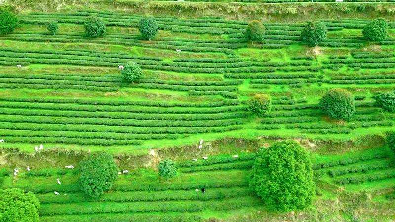 茶园一景。刘汉滨摄