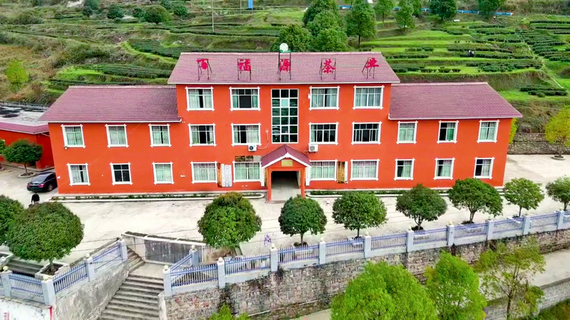 茶园一景。刘汉滨摄