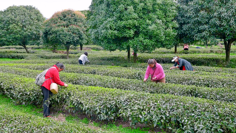 群众采茶图3（刘汉滨 摄）.jpg