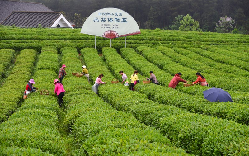 1 图为凤冈茶农采摘锌硒茶。冉昱晟 摄.jpg