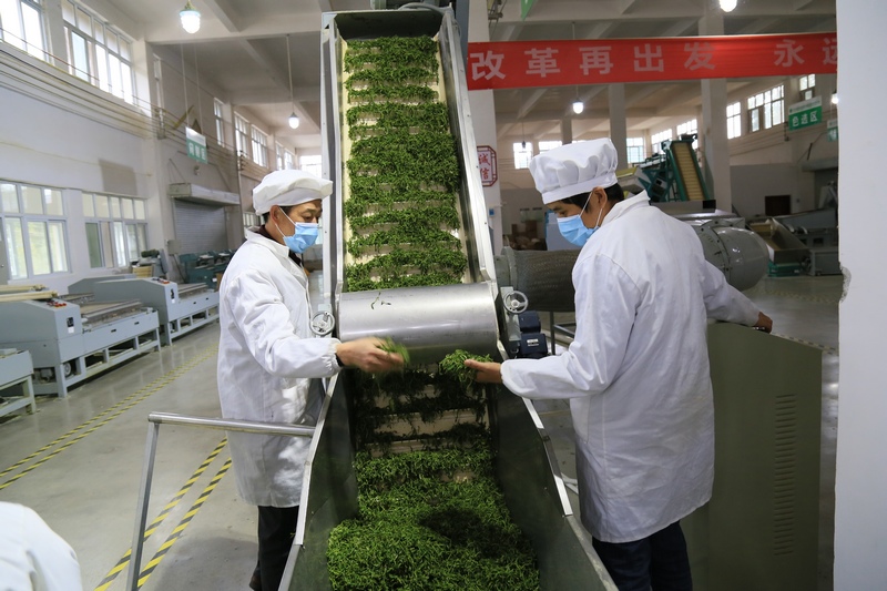 5 图为茶叶加工。饶云 摄.jpg
