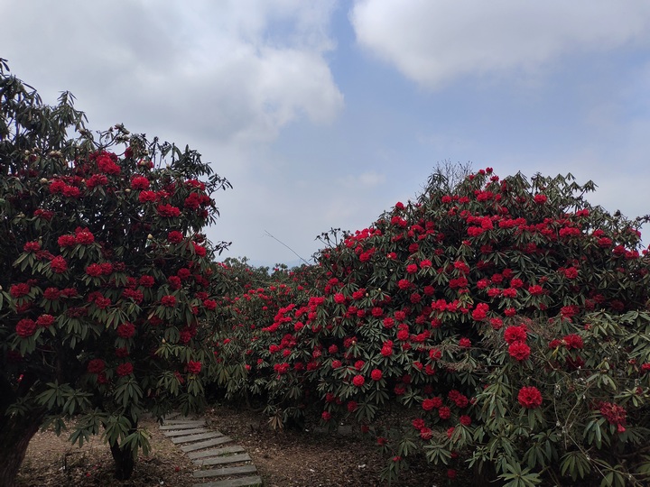 盛開的杜鵑花。