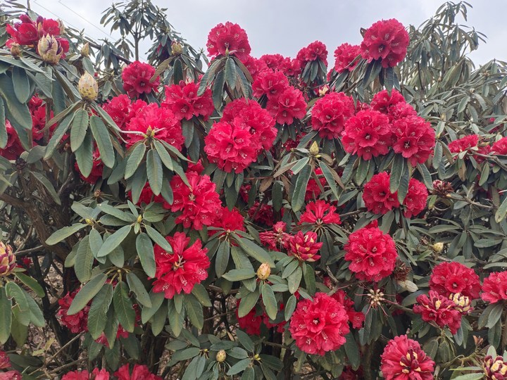 盛開的杜鵑花。