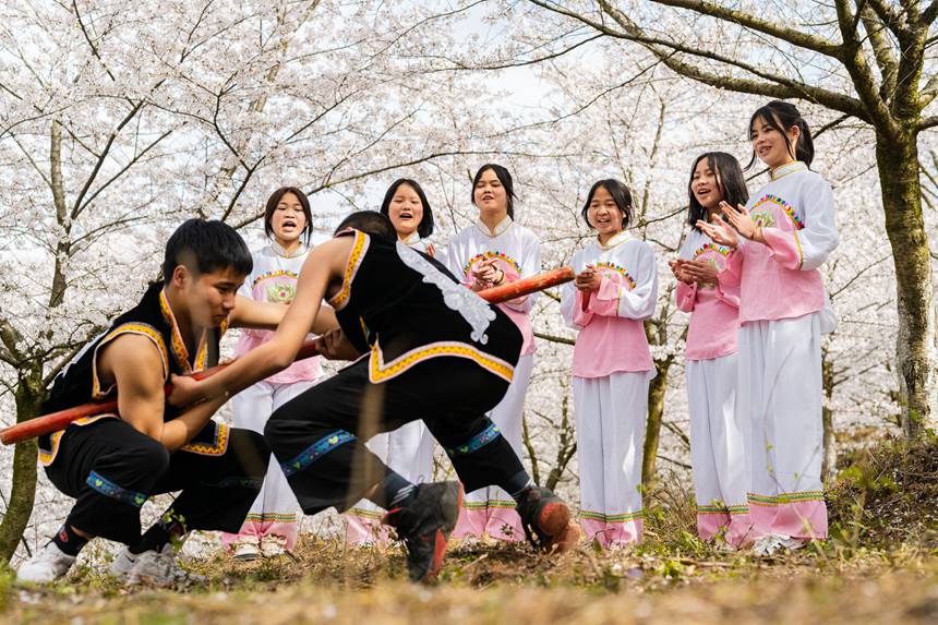 安顺市西秀区黄腊乡樱花园,上演一场刚柔并济的“抵杠”竞技。栾迪摄