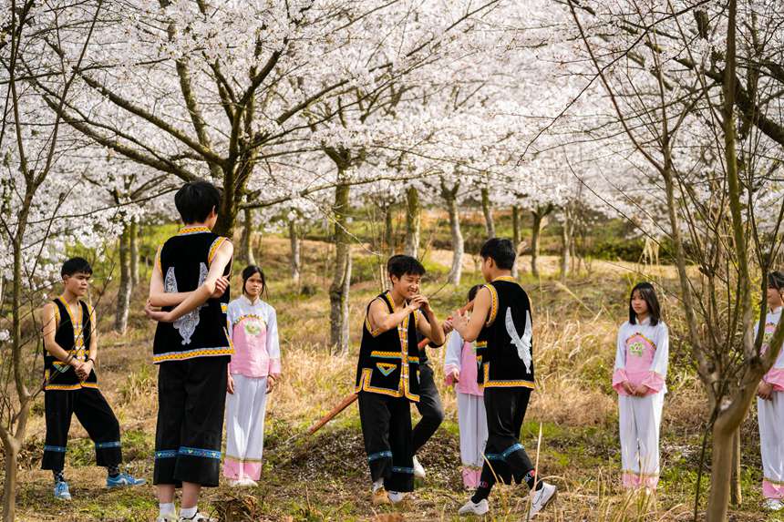 安顺市西秀区黄腊乡樱花园,上演一场刚柔并济的“抵杠”竞技。栾迪摄