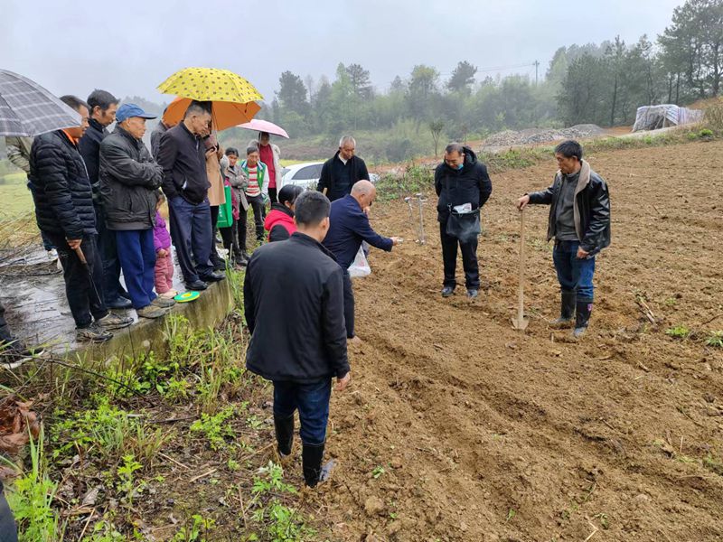 图为：现场示范指导如何撒种育秧