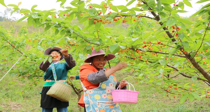 村民採摘櫻桃。