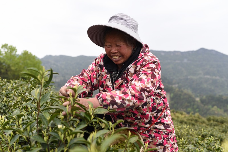 茶农采茶（瓮溪镇 供图）.jpg