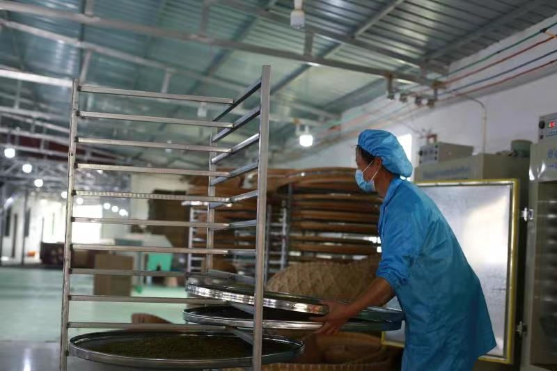 茶青摊凉（瓮溪镇 供图）.jpg