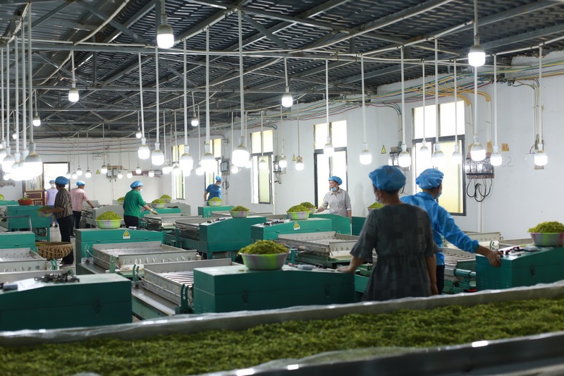 瓮溪镇茶叶加工厂（瓮溪镇 供图）.jpg