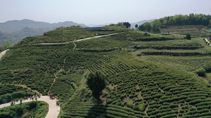 瓮溪镇马家山茶叶基地（瓮溪镇 供图）.jpg