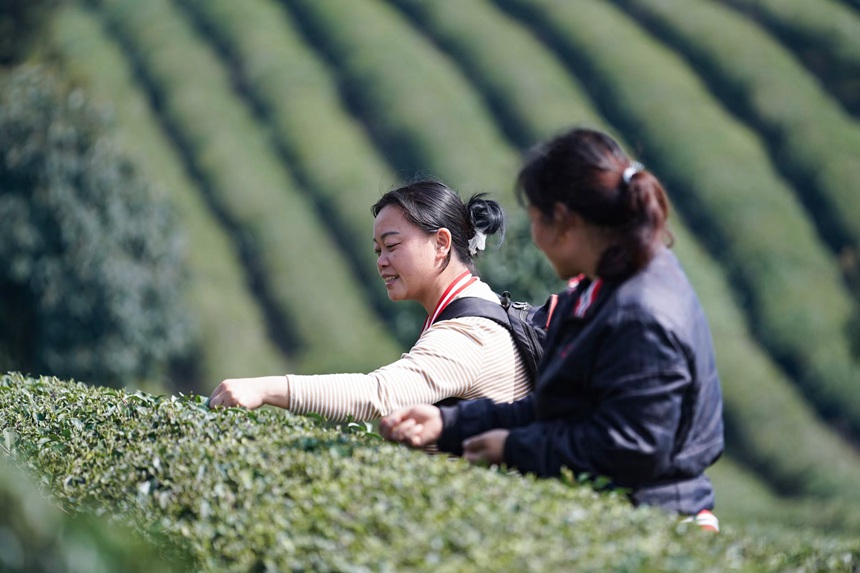 当地村民正在采摘茶青。金沙县融媒体中心供图