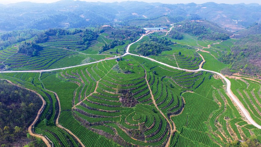 航拍金沙县茶叶基地。金沙县融媒体中心供图